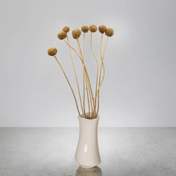 Craspedia Złota IT 3.png