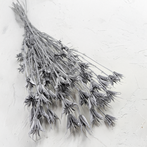 Nigella orientalis Srebrna IT 1.png