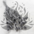 Nigella orientalis Srebrna IT 1.png