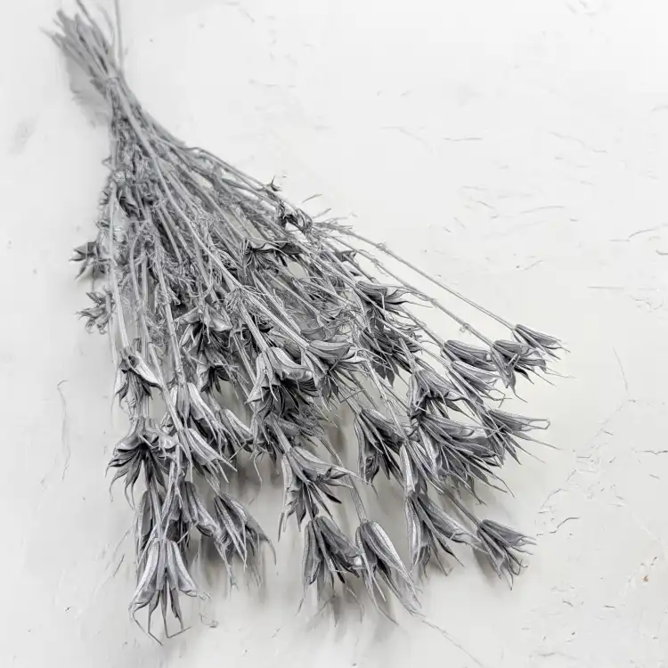 Nigella orientalis Srebrna IT 1.png