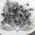 Nigella orientalis Srebrna IT 2.png