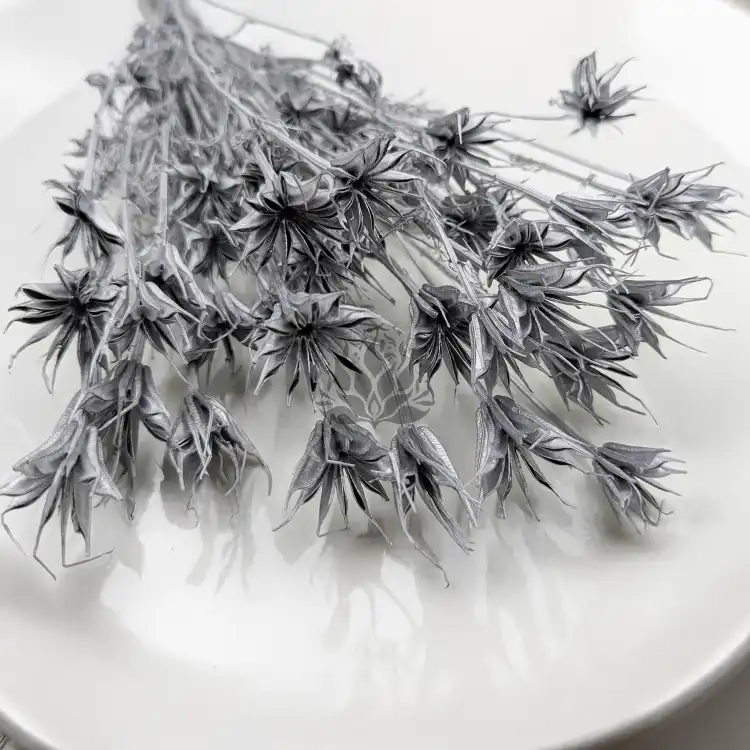 Nigella orientalis Srebrna IT 2.png