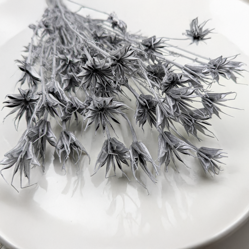 Nigella orientalis Srebrna IT 2.png