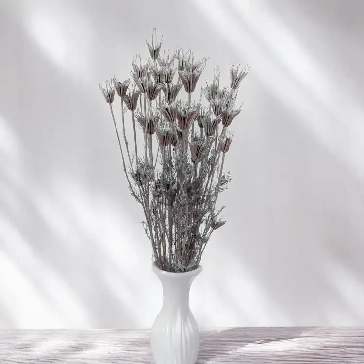 Nigella orientalis Srebrna IT 4.png