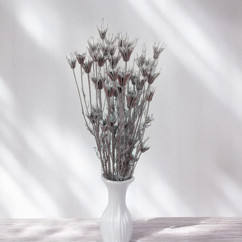 Nigella orientalis Srebrna IT 4.png