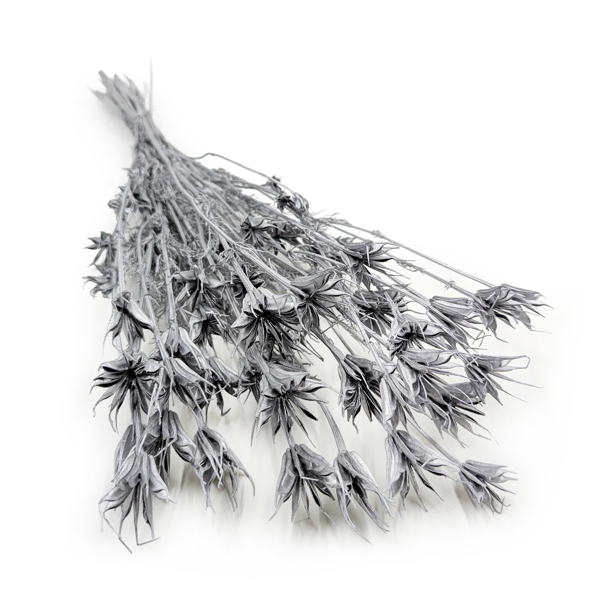 Oriental Nigella – (Nigella Orientalis) – Silver