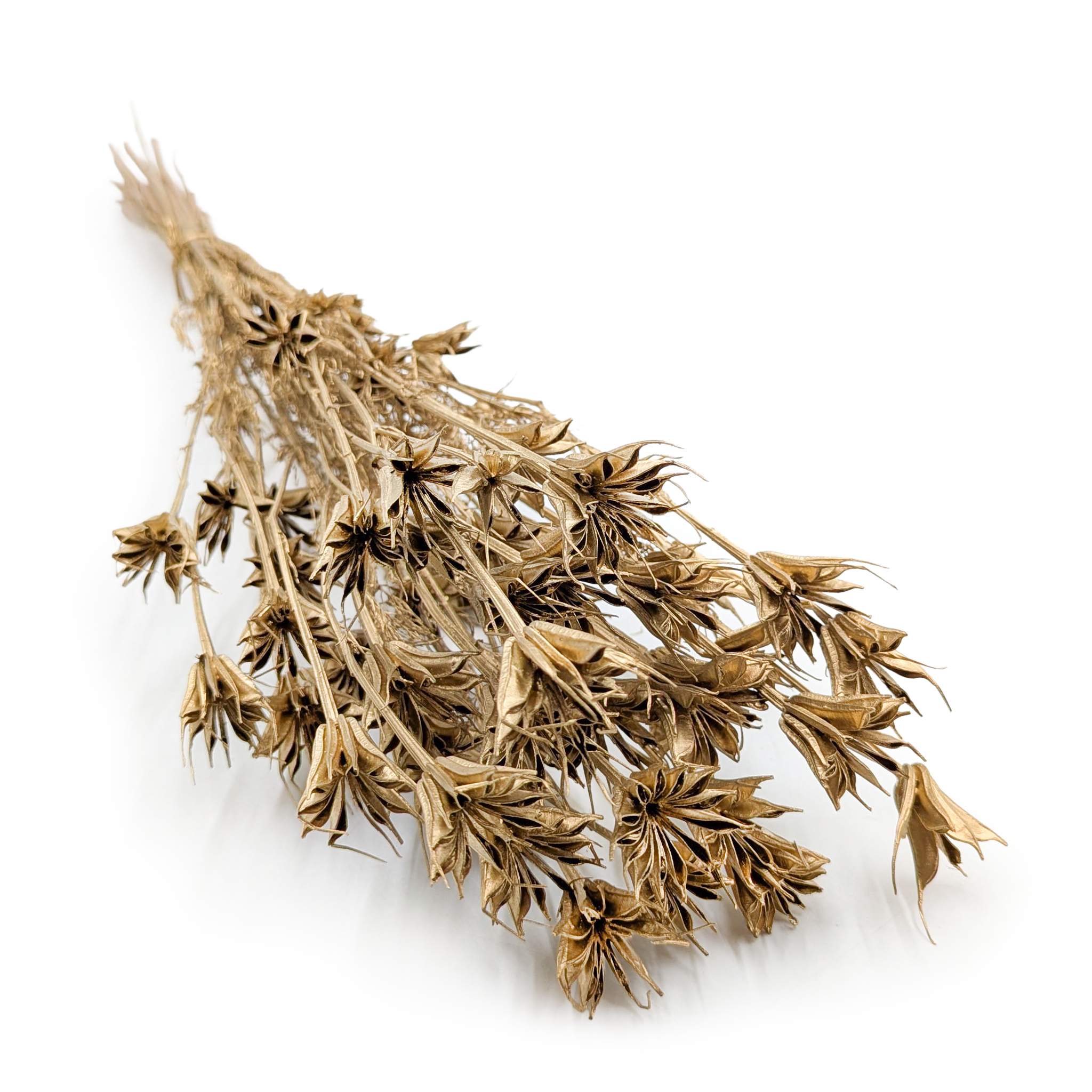 Oriental Nigella – (Nigella Orientalis) – Gold 