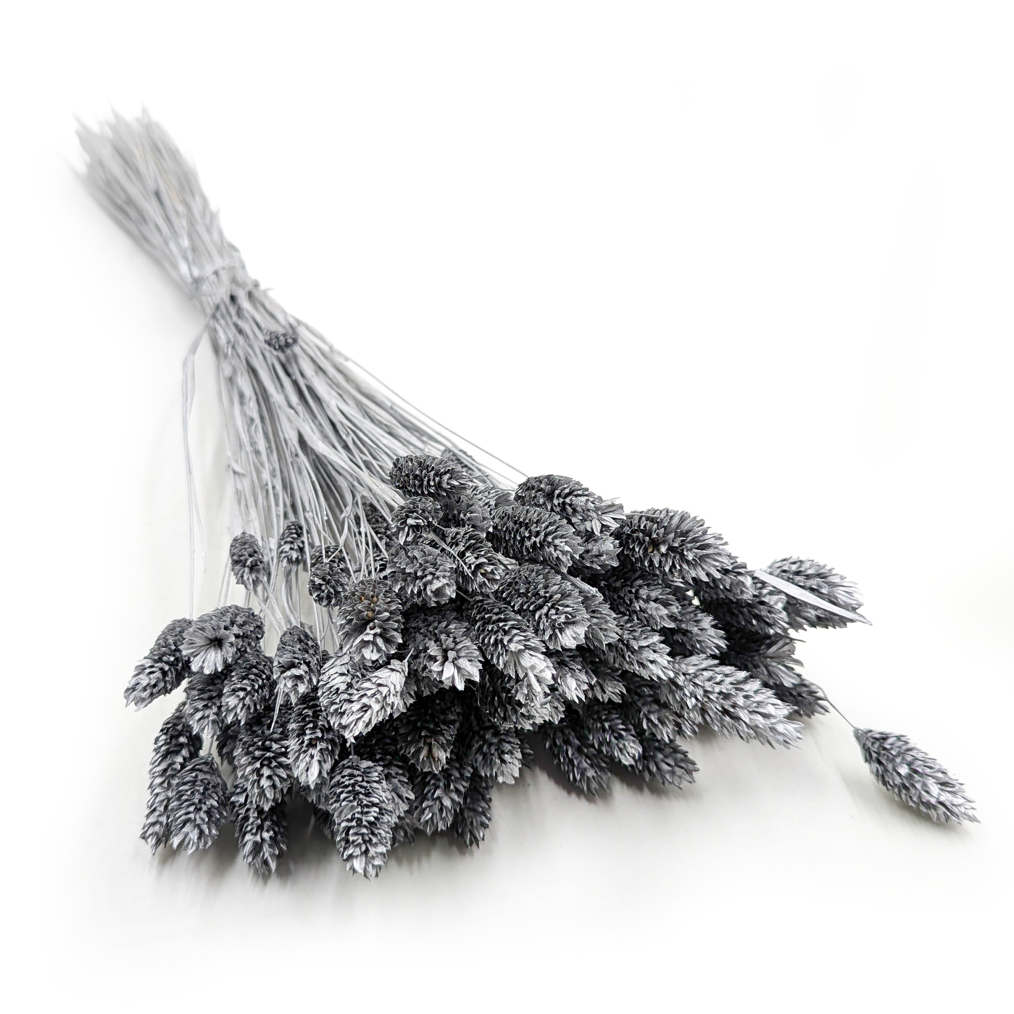Dried Phalaris - Canary Grass - Silver