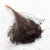 Broom Bloom Chocolate 1.png