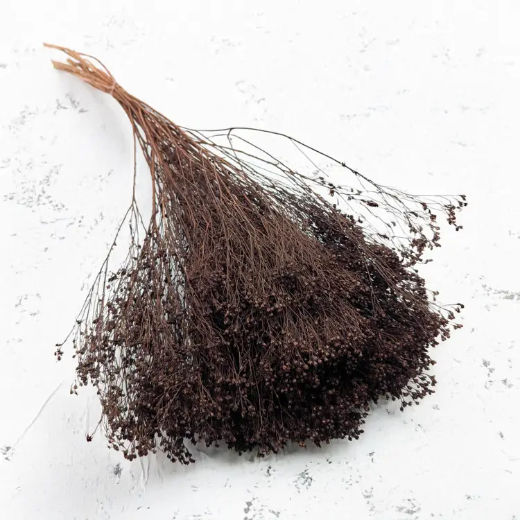 Broom Bloom Chocolate 1.png