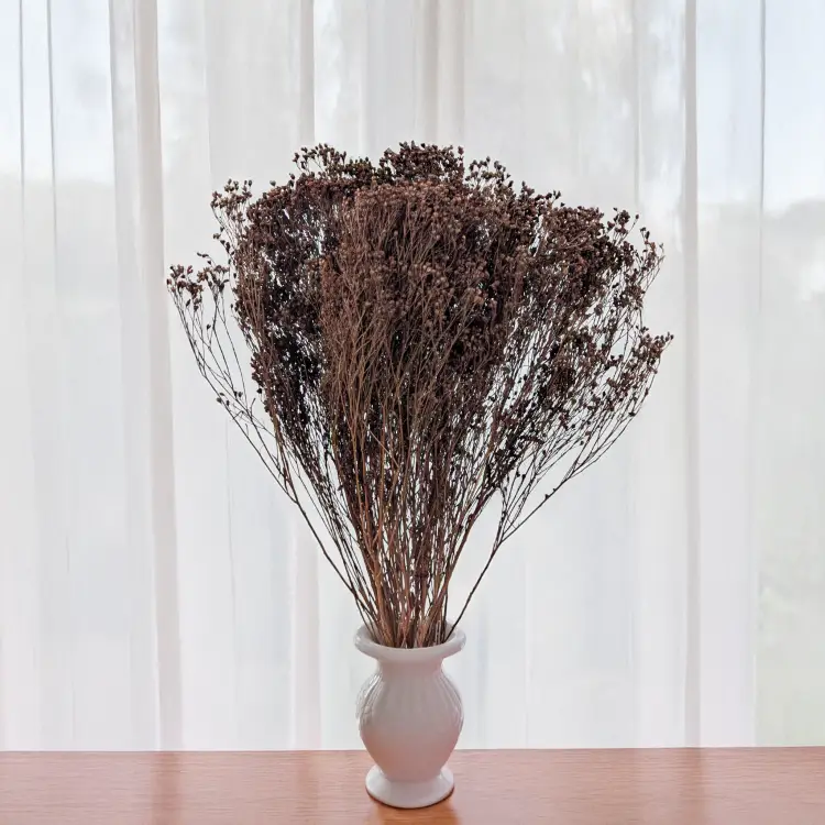 Broom Bloom Chocolate 4.png