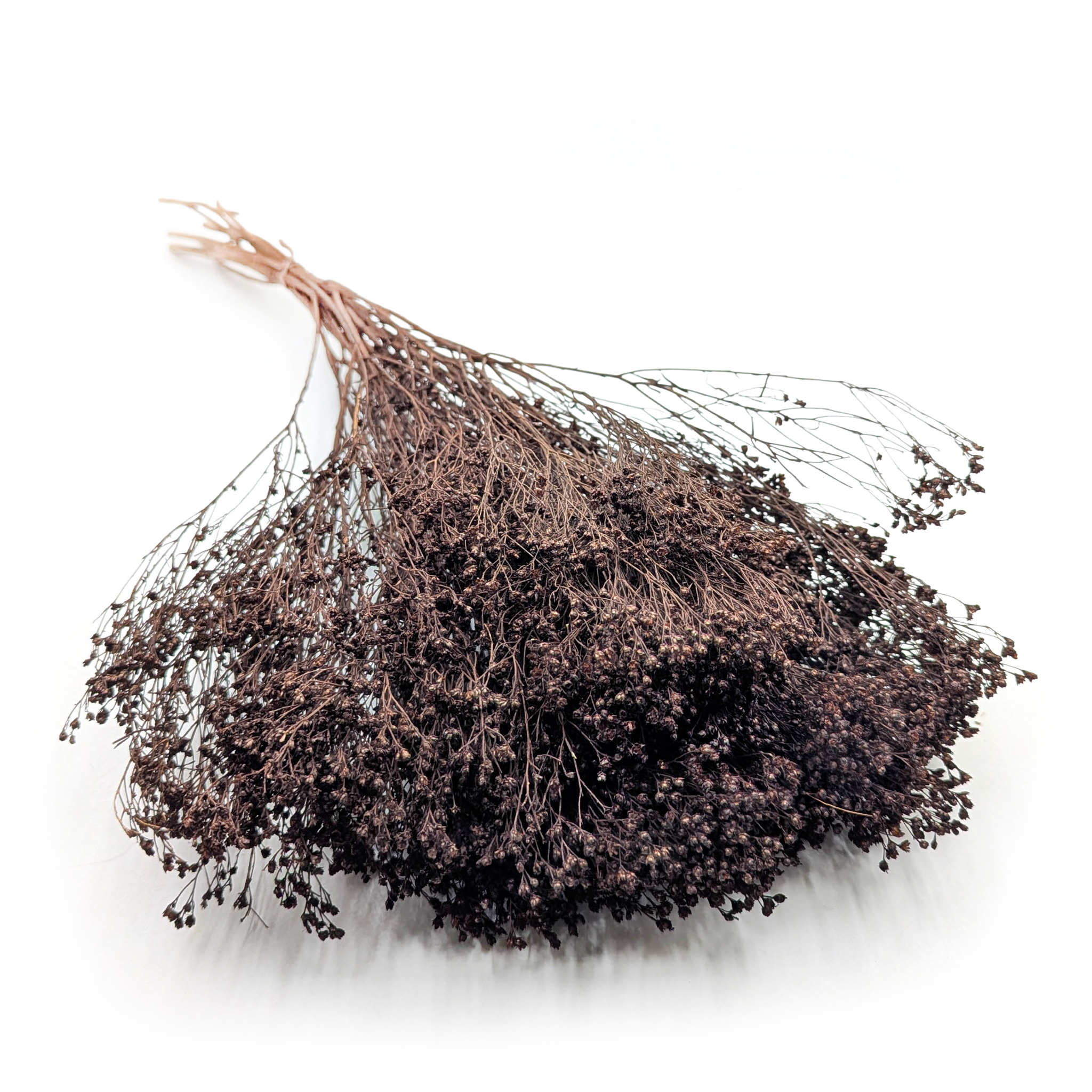 Broom Bloom ( Cytisus Scoparius) – Chocolate