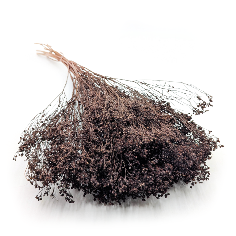 Broom Bloom Chocolate.png