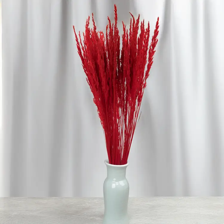 Trawa czerwona PLS 4.png