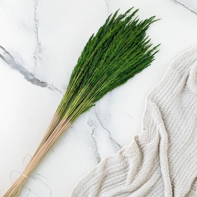 Trawa butelka PLS 2.png