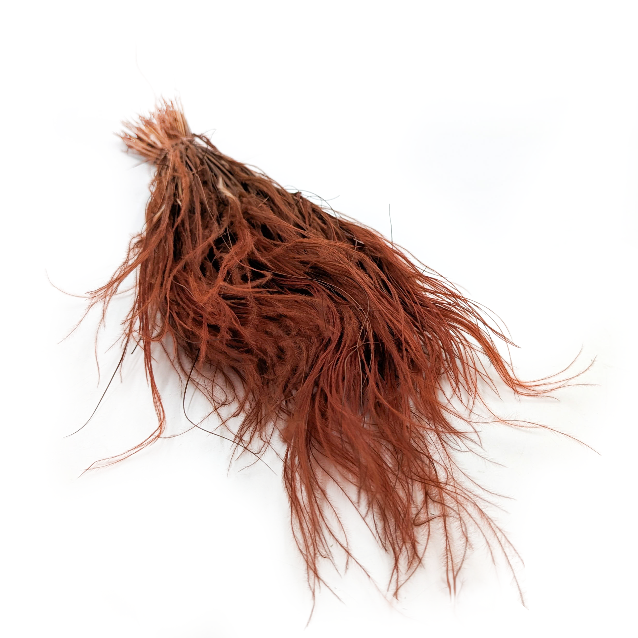 Feather Grass Dried - Stipa pennata - Chocolate