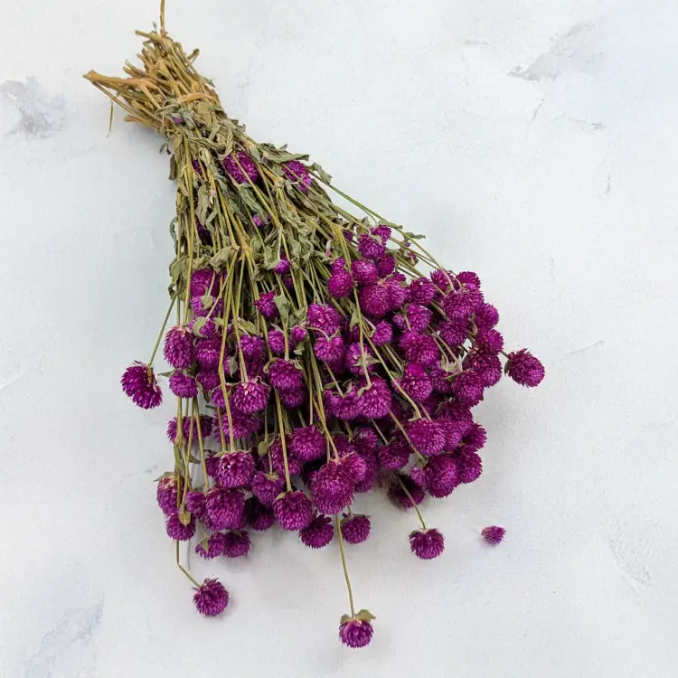 Gomfrena fioletowa PLS 1.png