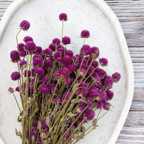 Gomfrena fioletowa PLS 2.png