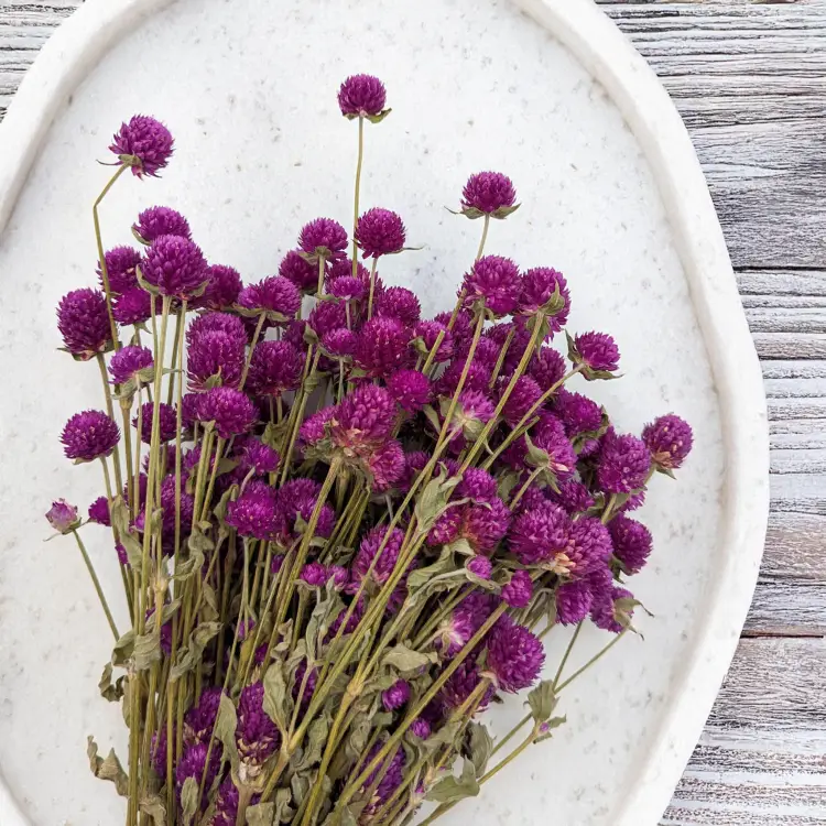 Gomfrena fioletowa PLS 2.png