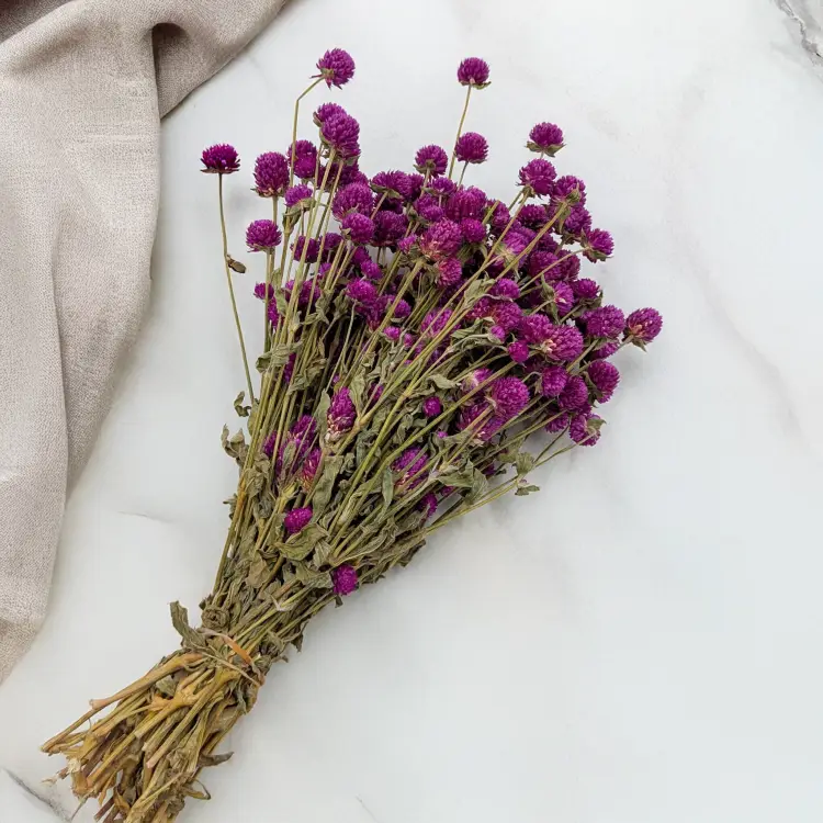 Gomfrena fioletowa PLS 3.png