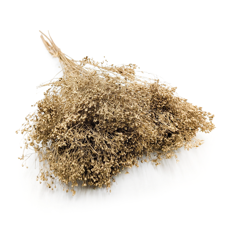 Broom Bloom Dried Gold.png