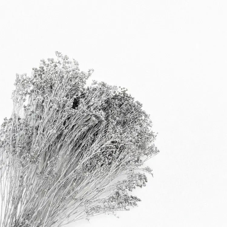 Broom Bloom Dried Silver 3.png