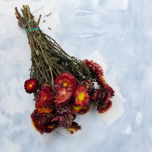 Kocanka szkarłatyny czerwony PLS 1.png