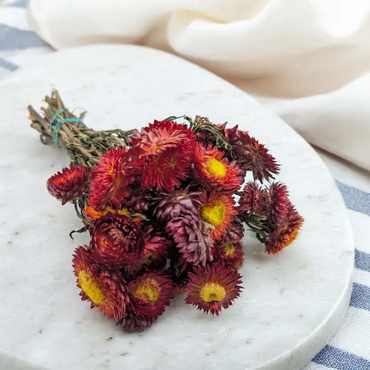 Kocanka szkarłatyny czerwony PLS 2.png