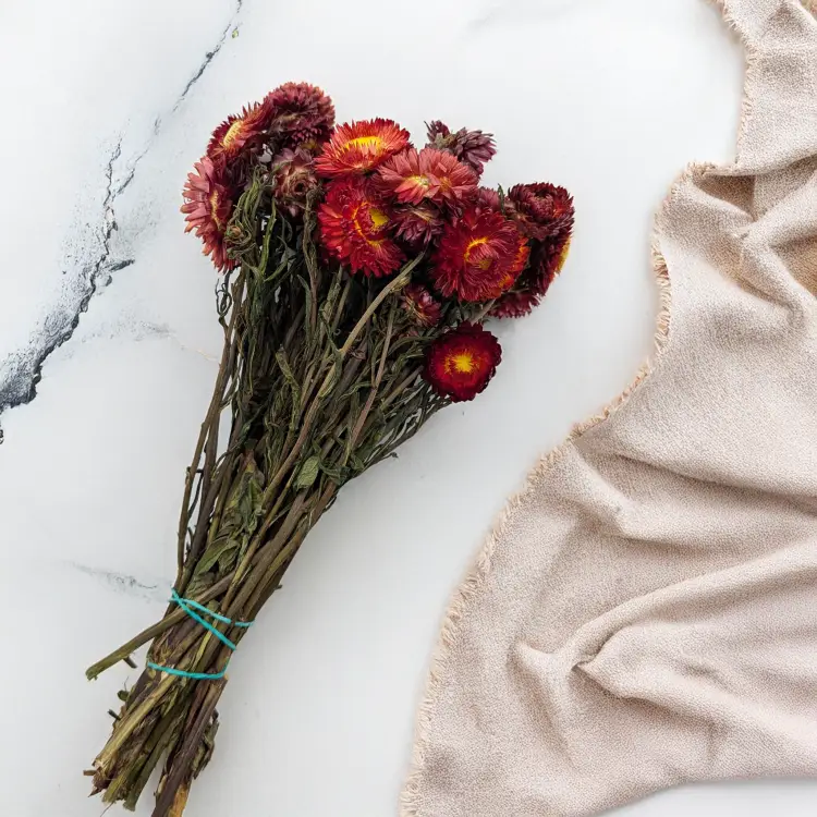 Kocanka szkarłatyny czerwony PLS 3.png