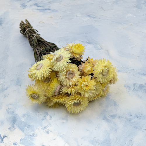 Kocanka cytryna PLS 1.png