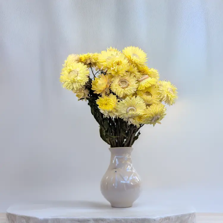 Kocanka cytryna PLS 4.png