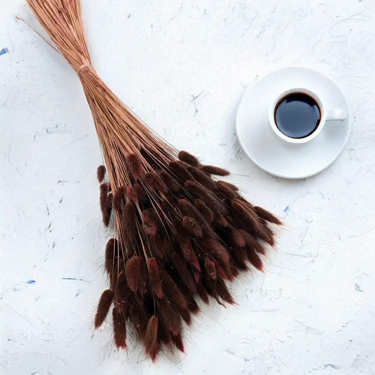 Lagurus Volcano 4.png