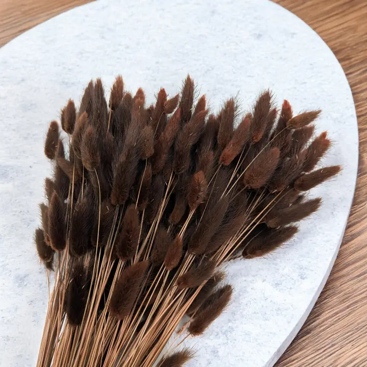 Lagurus Volcano 3.png