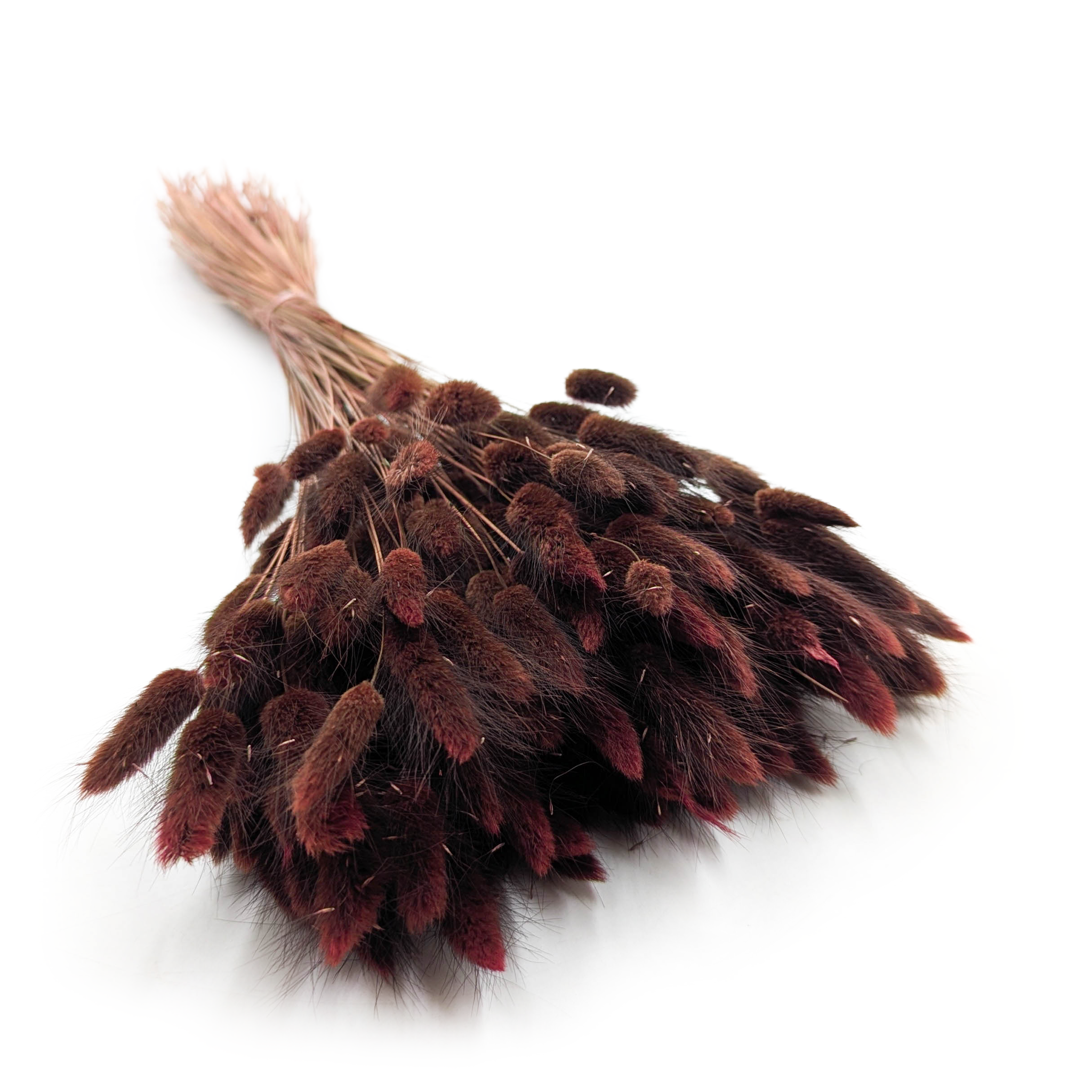 Dried Bunny Tails (Lagurus) - Chestnut Brown