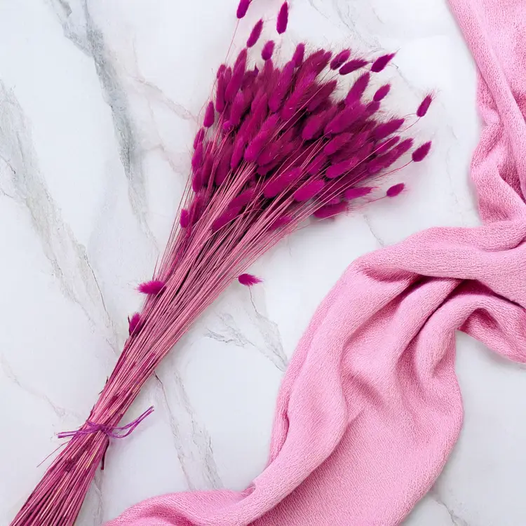 Lagurus Purpur 3.png