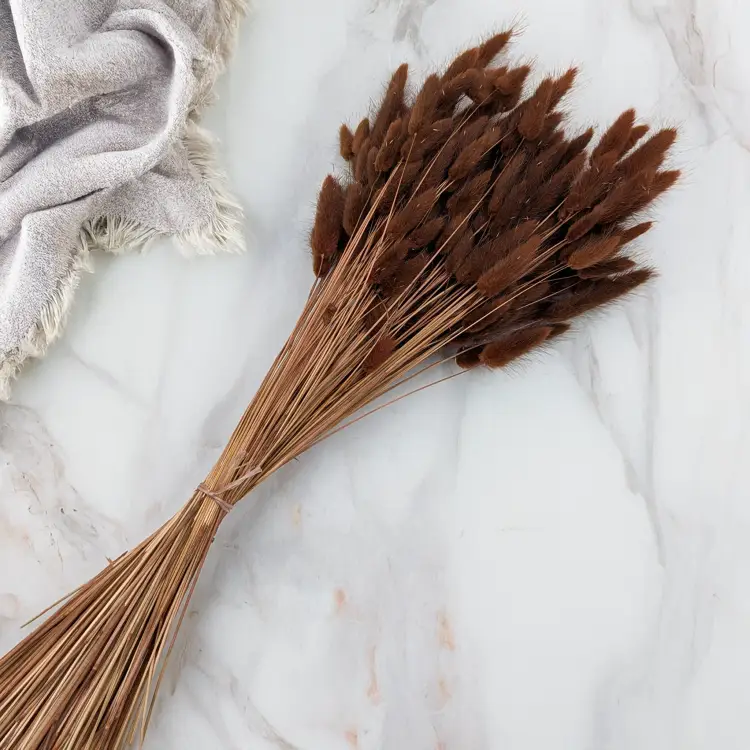 Lagurus Chocolate 3.png