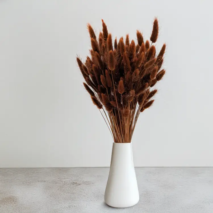 Lagurus Chocolate 4.png