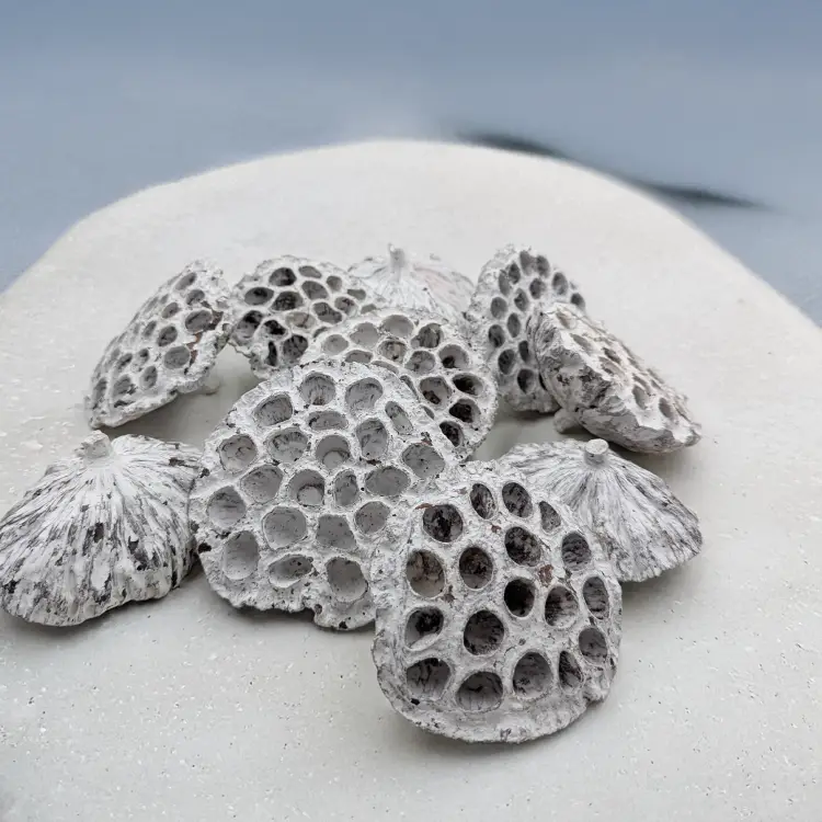 Lotos duży XXL bielony 2.png