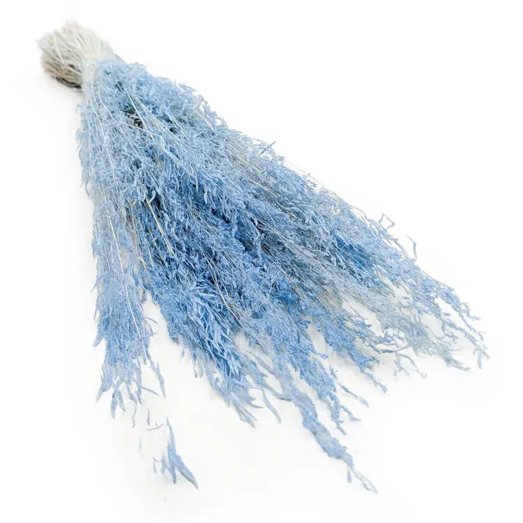 Drżączka Suszona - (Briza Segromigno) - Niebieska.jpg