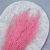 Briza Segromigno Light pink 1.png