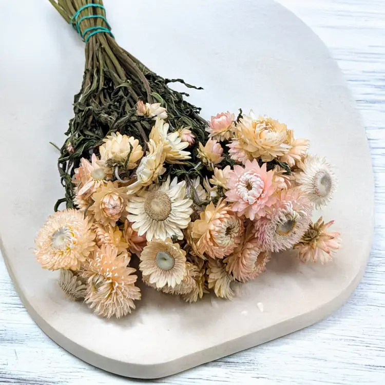 Kocanka Jasny róż PLS 2.png