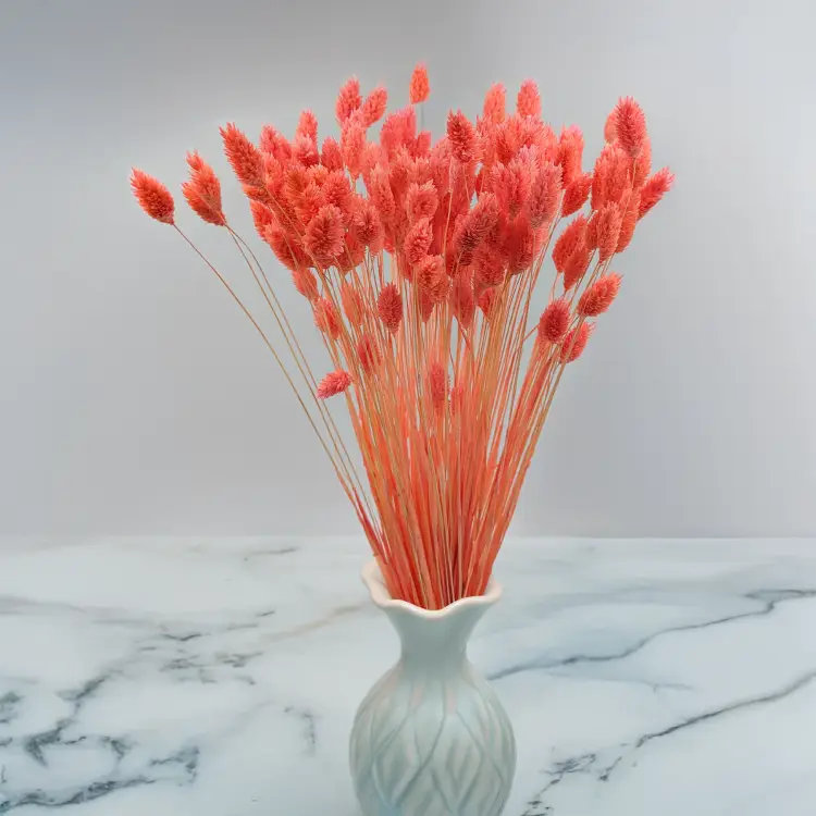 Kanar koralowy 4.png