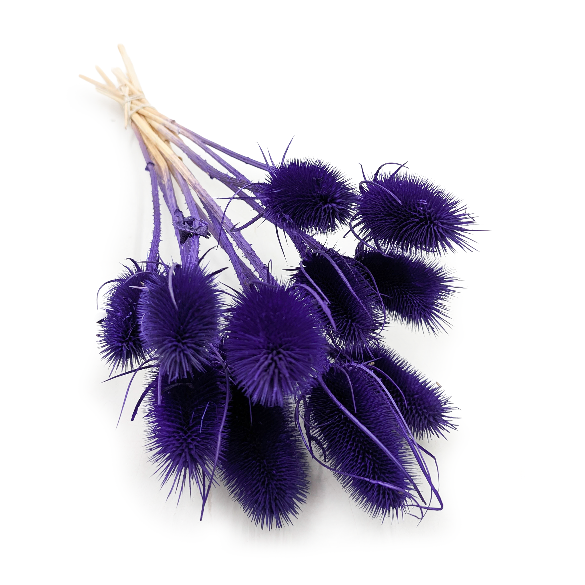 Teasel - Thistle - Dipsacus - Blue