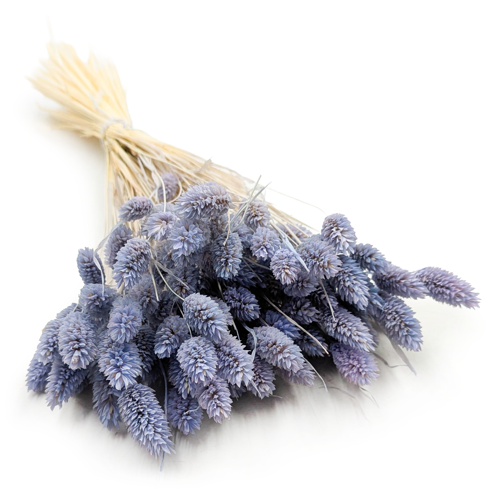 Dried Phalaris - Canary Grass - Blue Jeans