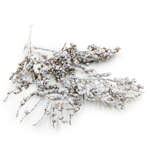 Canella Bielona 0.png