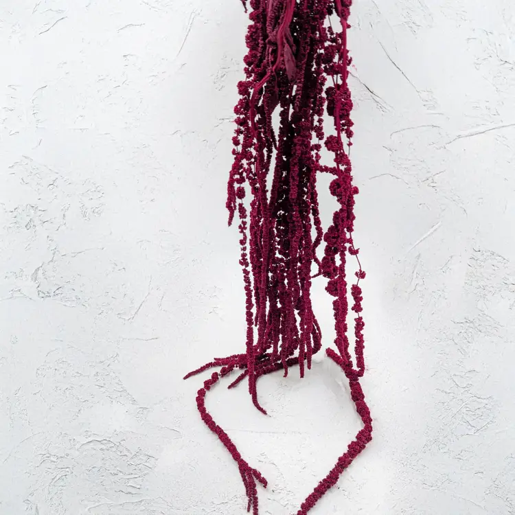 Szarłat bordowy IT 5.png