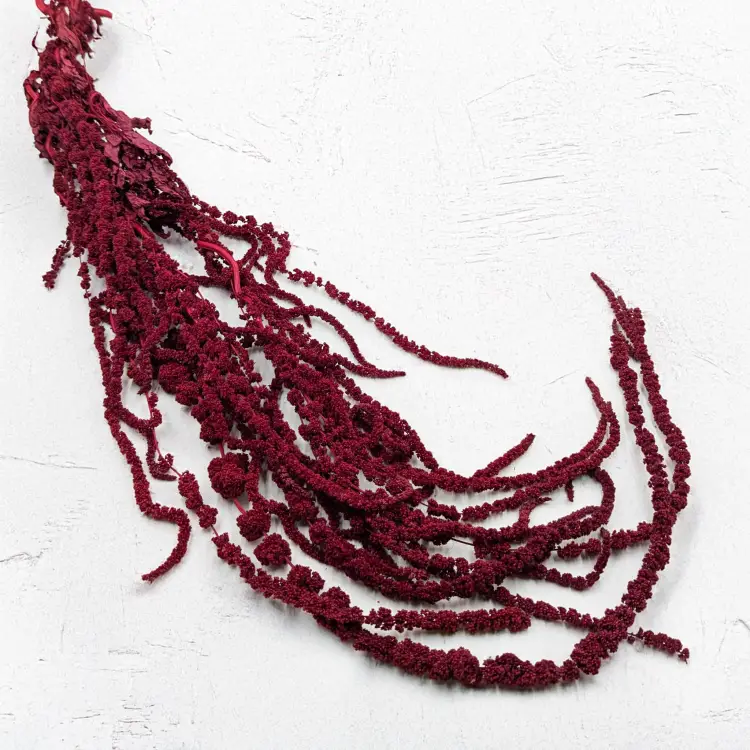 Szarłat bordowy IT 1.png