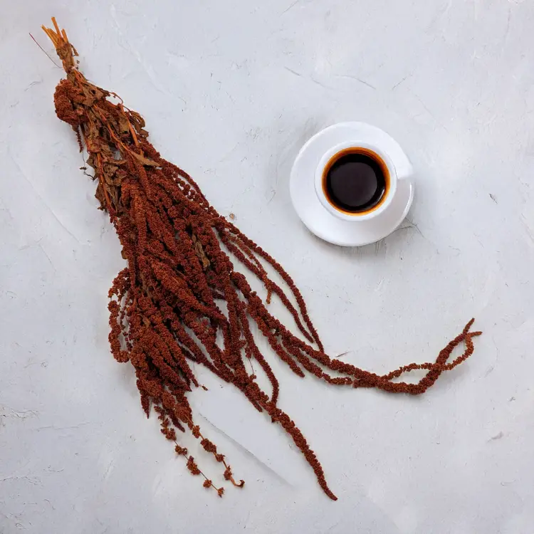 Szrałat dark terracotta 2.png