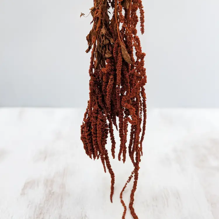 Szrałat dark terracotta 5.png