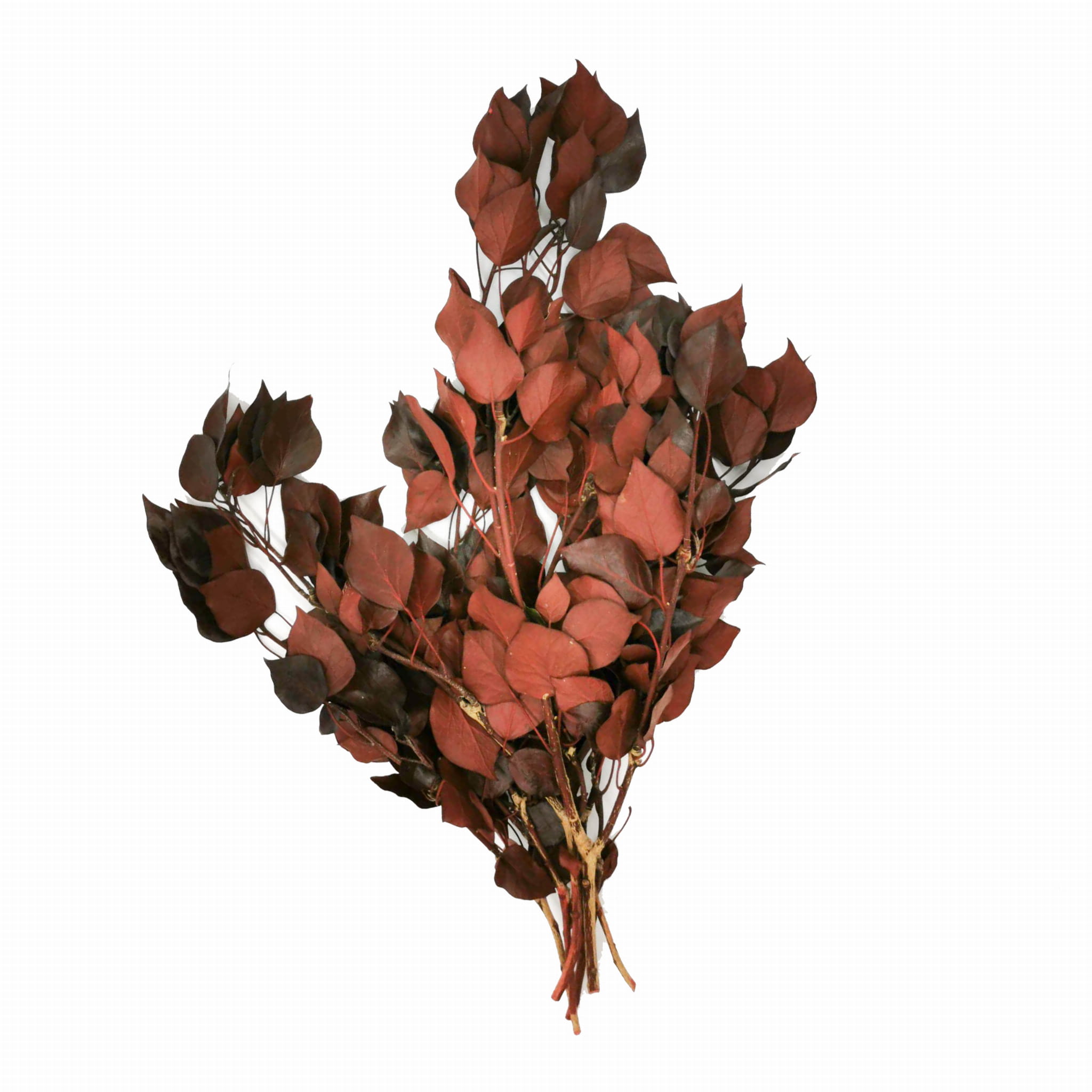Preserved Ivy - Red